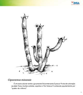 9
É um cacto colunar verde cuja característica marcante é possuir frutos de coloração
azulada. Possui muitas costelas, espinhos e flor branca. É conhecido popularmente por
“quiabo-do-inferno”.
Cipocereus minensis
 