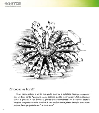 10
É um cacto globoso e verde cuja parte superior é achatada, fazendo-o parecer
com um disco gordo. Apresenta muitas costelas que são cobertas por tufos de espinhos
curtos e grossos. A flor é branca, grande quando comparada com o corpo do cacto e
surge de sua parte central e superior. É uma espécie ameaçada de extinção e seu nome
popular, bem que poderia ser “cacto-aranha”.
Discocactus horstii
 