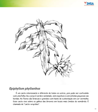 11
É um cacto interessante e diferente de todos os outros, pois pode ser confundido
com uma folha. Seu corpo é verde e achatado, sem espinhos e com aréolas pequenas nas
bordas. As flores são brancas e grandes com haste de sustentação em cor vermelha.
Esse cacto vive sobre os galhos das árvores em locais mais úmidos do semiárido. É
chamado de “cacto-orquídea”.
Epiphyllum phyllanthus
 