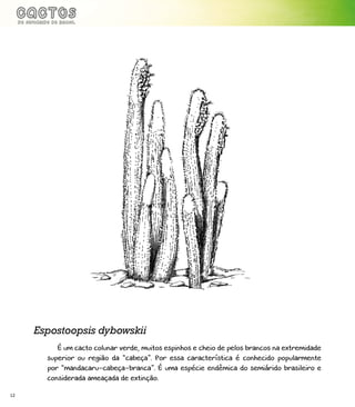 12
É um cacto colunar verde, muitos espinhos e cheio de pelos brancos na extremidade
superior ou região da “cabeça”. Por essa característica é conhecido popularmente
por “mandacaru-cabeça-branca”. É uma espécie endêmica do semiárido brasileiro e
considerada ameaçada de extinção.
Espostoopsis dybowskii
 