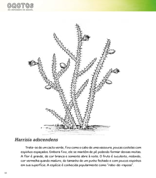 14
Trata-se de um cacto verde, fino como o cabo de uma vassoura, poucas costelas com
espinhos espaçados. Embora fino, ele se mantém de pé podendo formar densas moitas.
A flor é grande, de cor branca e somente abre à noite. O fruto é suculento, redondo,
cor vermelha quando maduro, do tamanho de um punho fechado e com poucos espinhos
em sua superfície. A espécie é conhecida popularmente como “rabo-de-raposa”.
Harrisia adscendens
 