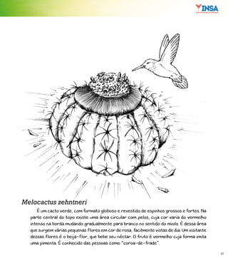 15
É um cacto verde, com formato globoso e revestido de espinhos grossos e fortes. Na
parte central do topo existe uma área circular com pelos, cuja cor varia do vermelho
intenso na borda mudando gradualmente para branco no sentido do miolo. É dessa área
que surgem várias pequenas flores em cor de rosa, facilmente vistas de dia. Um visitante
dessas flores é o beija-flor, que bebe seu néctar. O fruto é vermelho cuja forma imita
uma pimenta. É conhecido das pessoas como “coroa-de-frade”.
Melocactus zehntneri
 