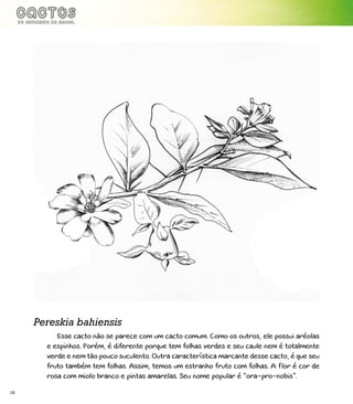 16
Esse cacto não se parece com um cacto comum. Como os outros, ele possui aréolas
e espinhos. Porém, é diferente porque tem folhas verdes e seu caule nem é totalmente
verde e nem tão pouco suculento. Outra característica marcante desse cacto, é que seu
fruto também tem folhas. Assim, temos um estranho fruto com folhas. A flor é cor de
rosa com miolo branco e pintas amarelas. Seu nome popular é “ora-pro-nobis”.
Pereskia bahiensis
 