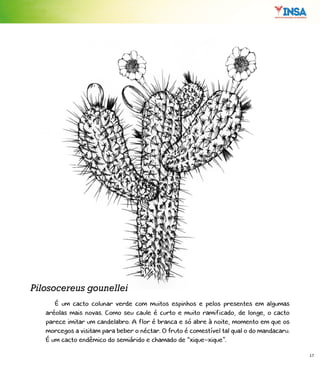 17
É um cacto colunar verde com muitos espinhos e pelos presentes em algumas
aréolas mais novas. Como seu caule é curto e muito ramificado, de longe, o cacto
parece imitar um candelabro. A flor é branca e só abre à noite, momento em que os
morcegos a visitam para beber o néctar. O fruto é comestível tal qual o do mandacaru.
É um cacto endêmico do semiárido e chamado de “xique-xique”.
Pilosocereus gounellei
 