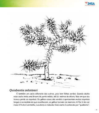 19
É também um cacto diferente dos outros, pois tem folhas verdes. Quando adulto
esse cacto imita uma árvore de porte médio, até 6 metros de altura, fase em que seu
tronco perde os espinhos. Os galhos novos são verdes e apresentam muitos espinhos
longos e na medida em que envelhecem, os galhos tornam-se marrons. A flor é de cor
roxa. O fruto é vermelho, suculento e redondo. Esse cacto é conhecido por “quiabento”.
Quiabentia zehntneri
 