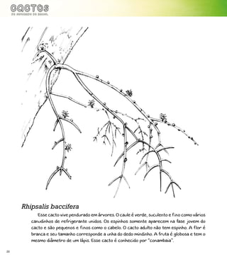 20
Esse cacto vive pendurado em árvores. O caule é verde, suculento e fino como vários
canudinhos de refrigerante unidos. Os espinhos somente aparecem na fase jovem do
cacto e são pequenos e finos como o cabelo. O cacto adulto não tem espinho. A flor é
branca e seu tamanho corresponde a unha do dedo mindinho. A fruta é globosa e tem o
mesmo diâmetro de um lápis. Esse cacto é conhecido por “conambaia”.
Rhipsalis baccifera
 