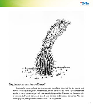 21
É um cacto verde, colunar com numerosas costelas e espinhos. Ele apresenta uma
forma curiosa quando jovem. Nessa fase sua base é dilatada e a parte superior estreita.
Assim, o cacto imita uma garrafa com gargalo longo. A flor é branca em forma de tubo
e noturna. A fruta é carnosa e azul. É uma espécie endêmica do semiárido. Não tem
nome popular, mas podemos chamá-lo de “cacto-garrafa”.
Stephanocereus luetzelburgii
 