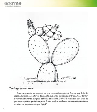 22
É um cacto verde, de pequeno porte e com muitos espinhos. Seu corpo é feito de
peças achatadas com a forma de raquete, que estão conectadas entre si. A cor da flor
é vermelha brilhante, surgindo da borda da raquete. O fruto é redondo e tem tufos de
pequenos espinhos que imitam pelos. É uma espécie endêmica do semiárido brasileiro
e conhecida popularmente por “quipá”.
Tacinga inamoena
 