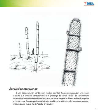 5
É um cacto colunar verde, com muitos espinhos finos que escondem um pouco
o caule. Sua principal característica é a presença de vários “anéis” de cor marrom
localizados transversalmente em seu caule, de onde surgem as flores. A flor é pequena
e cor de rosa. É uma espécie endêmica do semiárido brasileiro e não tem nome popular,
mas podemos chamá-lo de “cacto-arrojado”.
Arrojadoa marylanae
 