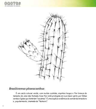 6
É um cacto colunar verde, com muitas costelas, espinhos longos e flor branca do
tamanho de uma mão fechada. Essa flor está protegida em sua maior parte por folhas
verdes rígidas que lembram “escamas”. É uma espécie endêmica do semiárido brasileiro
e, popularmente, chamada de “facheiro”.
Brasilicereus phaeacanthus
 