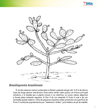 7
É um dos maiores cactos conhecidos no Brasil, podendo atingir até 15 m de altura.
Visto de longe parece uma árvore. Esse cacto verde-claro possui um tronco principal
cilíndrico e à medida que a planta cresce e se ramifica, os novos ramos adquirem
a forma plana imitando raquetes. A flor é de cor amarela. O fruto é oval e de cor
vermelha quando maduro. Tufos de pequenos espinhos estão presentes na superfície do
fruto. É conhecido popularmente por “mamoeiro-brabo”, pois lembra um pé de mamão.
Brasiliopuntia brasiliensis
 