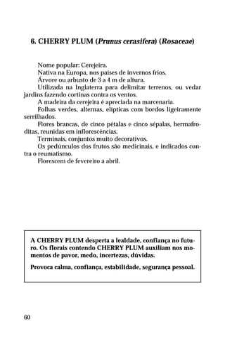 6. CHERRY PLUM (Prunus cerasifera) (Rosaceae)
Nome popular: Cerejeira.
Nativa na Europa, nos países de invernos frios.
Árvore ou arbusto de 3 a 4 m de altura.
Utilizada na Inglaterra para delimitar terrenos, ou vedar
jardins fazendo cortinas contra os ventos.
A madeira da cerejeira é apreciada na marcenaria.
Folhas verdes, alternas, elípticas com bordos ligeiramente
serrilhados.
Flores brancas, de cinco pétalas e cinco sépalas, hermafro-
ditas, reunidas em inflorescências.
Terminais, conjuntos muito decorativos.
Os pedúnculos dos frutos são medicinais, e indicados con-
tra o reumatismo.
Florescem de fevereiro a abril.
A CHERRY PLUM desperta a lealdade, confiança no futu-
ro. Os florais contendo CHERRY PLUM auxiliam nos mo-
mentos de pavor, medo, incertezas, dúvidas.
Provoca calma, confiança, estabilidade, segurança pessoal.
60
 