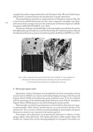 128
strongly horizontally compressed branches with Glossopteris (Fig. 4B) and Cordaites leaves
still attached is a common features but the plant litter is poorly represented.
The stomatal density and index in compressed leaves of Glossopteris communis (Fig. 4A)
at the Faxinal coalfield (Sakmarian) were low, when compared to the higher ones obtai-
ned in leaves from a younger interval at the northern part of the basin (Figueira Coalfield,
Artinskian) (DEGANI-SCHMIDT et al., 2011).
The presence of abrupt, non abraded edges in charcoal samples recovered from the tonstein
bed (Aghatoxylon type of wood) was a common feature (Fig. 4C). Statistical analyses evidenced
the reduction of charcoal occurrences toward the top of the ash fall layer (JASPER et al., 2011).
Fig. 4 – Plant remains from the tonstein bed of the Faxinal coalfield. A. Lower epidermis of
Glossopteris leaf showing trichome bases and stomata; B. Leaf tuft of Glossopteris;
C. Gymnosperm charcoal similar to the Aghatoxylon wood type.
6 – Microscopic organic matter
Quantitative analyses of kerogens were developed for the basal, intermediate and top
tonstein levels by SIMAS et al. (in press) and evidenced high percentages of the Structured
Organic Matter (SOM) of the phytoclast group (arithmetic mean 91.14 %) combined
with low percentages of the palynomorph group (arithmetic mean 8.86 %). Amorphous
Organic Matter (AOM) group was not observed along the tonstein profile.
Palynomorphs vinculated to gymospermous terrestrial plants dominate over aqua-
tic palynomorphs. Pollen clusters, mainly bissacate, are concentrated at the base of the
tonstein bed. The occurrence of both terrestrial pteridophytic sporomorphs and aquatic
Botryococcus colonies is rare, restricted to the tonstein top level.
Non-opaque xylem phytoclasts are proportionally dominant in relation to larger
opaque angular xylem phytoclasts. Also opaque phytoclasts exhibit angular shapes and
notable size. Isolated thin cuticles showing polygonal or rectangular cell outlines are
 