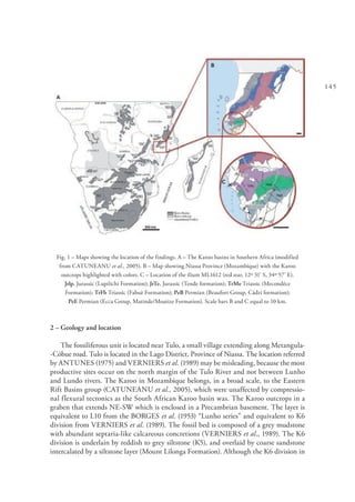 145
Fig. 1 – Maps showing the location of the findings. A – The Karoo basins in Southern Africa (modified
from CATUNEANU et al., 2005). B – Map showing Niassa Province (Mozambique) with the Karoo
outcrops highlighted with colors. C – Location of the ilium ML1612 (red star, 12º 31’ S, 34º 57’ E).
Jrlp, Jurassic (Lupilichi Formation); JrTe, Jurassic (Tende formation); TrMe Triassic (Mecondéce
Formation); TrFb Triassic (Fabuè Formation); PeB Permian (Beaufort Group, Cádzi formation);
PeE Permian (Ecca Group, Matinde/Moatize Formation). Scale bars B and C equal to 10 km.
2 – Geology and location
The fossiliferous unit is located near Tulo, a small village extending along Metangula-
-Cóbue road. Tulo is located in the Lago District, Province of Niassa. The location referred
by ANTUNES (1975) and VERNIERS et al. (1989) may be misleading, because the most
productive sites occur on the north margin of the Tulo River and not between Lunho
and Lundo rivers. The Karoo in Mozambique belongs, in a broad scale, to the Eastern
Rift Basins group (CATUNEANU et al., 2005), which were unaffected by compressio-
nal flexural tectonics as the South African Karoo basin was. The Karoo outcrops in a
graben that extends NE-SW which is enclosed in a Precambrian basement. The layer is
equivalent to L10 from the BORGES et al. (1953) “Lunho series” and equivalent to K6
division from VERNIERS et al. (1989). The fossil bed is composed of a grey mudstone
with abundant septaria-like calcareous concretions (VERNIERS et al., 1989). The K6
division is underlain by reddish to grey siltstone (K5), and overlaid by coarse sandstone
intercalated by a siltstone layer (Mount Lilonga Formation). Although the K6 division in
 