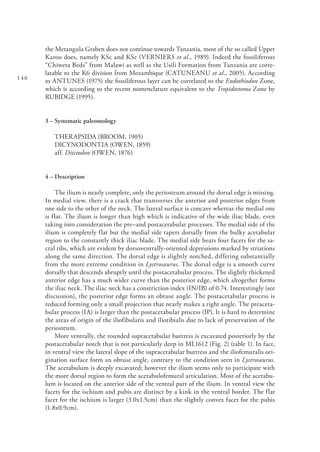 146
the Metangula Graben does not continue towards Tanzania, most of the so called Upper
Karoo does, namely KSc and KSe (VERNIERS et al., 1989). Indeed the fossiliferous
“Chiweta Beds” from Malawi as well as the Usili Formation from Tanzania are corre-
latable to the K6 division from Mozambique (CATUNEANU et al., 2005). According
to ANTUNES (1975) the fossiliferous layer can be correlated to the Endothiodon Zone,
which is according to the recent nomenclature equivalent to the Tropidostoma Zone by
RUBIDGE (1995).
3 – Systematic paleontology
THERAPSIDA (BROOM, 1905)
DICYNODONTIA (OWEN, 1859)
aff. Diictodon (OWEN, 1876)
4 – Description
The ilium is nearly complete, only the periosteum around the dorsal edge is missing.
In medial view, there is a crack that transverses the anterior and posterior edges from
one side to the other of the neck. The lateral surface is concave whereas the medial one
is flat. The ilium is longer than high which is indicative of the wide iliac blade, even
taking into consideration the pre–and postacetabular processes. The medial side of the
ilium is completely flat but the medial side tapers dorsally from the bulky acetabular
region to the constantly thick iliac blade. The medial side bears four facets for the sa-
cral ribs, which are evident by dorsoventrally-oriented depressions marked by striations
along the same direction. The dorsal edge is slightly notched, differing substantially
from the more extreme condition in Lystrosaurus. The dorsal edge is a smooth curve
dorsally that descends abruptly until the postacetabular process. The slightly thickened
anterior edge has a much wider curve than the posterior edge, which altogether forms
the iliac neck. The iliac neck has a constriction index (IN/IB) of 0.74. Interestingly (see
discussion), the posterior edge forms an obtuse angle. The postacetabular process is
reduced forming only a small projection that nearly makes a right angle. The preaceta-
bular process (IA) is larger than the postacetabular process (IP). It is hard to determine
the areas of origin of the iliofibularis and iliotibialis due to lack of preservation of the
periosteum.
More ventrally, the rounded supracetabular buttress is excavated posteriorly by the
postacetabular notch that is not particularly deep in ML1612 (Fig. 2) (table 1). In fact,
in ventral view the lateral slope of the supracetabular buttress and the iliofemuralis ori-
gination surface form an obtuse angle, contrary to the condition seen in Lystrosaurus.
The acetabulum is deeply excavated; however the ilium seems only to participate with
the more dorsal region to form the acetabulofemural articulation. Most of the acetabu-
lum is located on the anterior side of the ventral part of the ilium. In ventral view the
facets for the ischium and pubis are distinct by a kink in the ventral border. The flat
facet for the ischium is larger (3.0x1.5cm) than the slightly convex facet for the pubis
(1.8x0.9cm).
 