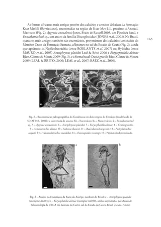 165
As formas africanas mais antigas provêm dos calcários e arenitos deltaicos da Formação
Ksar Metlili (Berriasiano), encontradas na região de Ksar Met-Lili, próximo a Anoual,
Marrocos (Fig. 2): Aygroua anoualensis Jones, Evans & Russell 2003, um Pipoidea basal, e
Enneabatrachus? sp., um anuro da família Discoglossidae (JONES et al., 2003). No Brasil,
osanuros mais antigos também são eocretáceos, provenientes dos calcários laminados do
Membro Crato da Formação Santana, aflorantes no sul do Estado do Ceará (Fig. 2), ainda
que aptianos: os Nobleobatrachia (sensu ROELANTS et al. 2007) ou Hyloidea (sensu
MAURO et al., 2005) Arariphrynus placidoi Leal & Brito 2006 e Eurycephalella alcinae
Báez, Gómez & Moura 2009 (Fig. 3), e a forma basal Cratia gracilis Báez, Gómez & Moura
2009 (LEAL & BRITO, 2006; LEAL et al., 2007; BÁEZ et al., 2009).
Fig. 2 – Reconstrução paleogeográfica do Gondwana em dois tempos do Cretáceo (modificado de
SCOTESE, 2001) e a ocorrência de anuros: Ki – Eocretáceo; Ks – Neocretáceo; 4 – Enneabatrachus?
sp.; 5 – Aygroua anoualensis; 6 – Arariphrynus placidoi; 7 – Eurycephalella alcinae; 8 – Cratia gracilis;
9 – Avitabatrachus uliana; 10 – Saltenia ibanezi; 11 – Baurubatrachus pricei; 12 – Pachybatrachus
taqueti; 13 – Vulcanobatrachus mandelai; 14 – Eoxenopoides reuningi; 15 – Pipoidea indeterminado.
a b
Fig. 3 – Anuros do Eocretáceo da Bacia do Araripe, nordeste do Brasil: a – Arariphrynus placidoi
(exemplar An893); b – Eurycephalella alcinae (exemplar An890), ambos depositados no Museu de
Paleontologia da URCA em Santana do Cariri, sul do Estado do Ceará, Brasil (escala = 5mm).
 