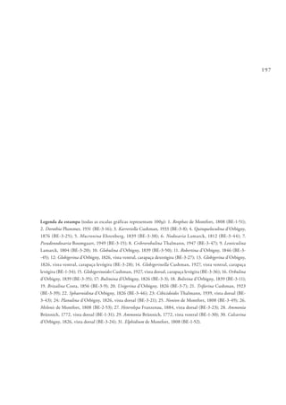 197
Legenda da estampa (todas as escalas gráficas representam 100µ): 1. Reophax de Montfort, 1808 (BE-1-51);
2. Dorothia Plummer, 1931 (BE-3-16); 3. Karreriella Cushman, 1933 (BE-3-8); 4. Quinqueloculina d’Orbigny,
1876 (BE-3-25); 5. Mucronina Ehrenberg, 1839 (BE-3-38); 6. Nodosaria Lamarck, 1812 (BE-3-44); 7.
Pseudonodosaria Boomgaart, 1949 (BE-3-15); 8. Cribrorobulina Thalmann, 1947 (BE-3-47); 9. Lenticulina
Lamarck, 1804 (BE-3-20); 10. Globulina d’Orbigny, 1839 (BE-3-50); 11. Robertina d’Orbigny, 1846 (BE-3-
-45); 12: Globigerina d’Orbigny, 1826, vista ventral, carapaça dextrógira (BE-3-27); 13. Globigerina d’Orbigny,
1826, vista ventral, carapaça levógira (BE-3-28); 14. Globigerinella Cushman, 1927, vista ventral, carapaça
levógira (BE-1-34); 15. Globigerinoides Cushman, 1927, vista dorsal, carapaça levógira (BE-3-36); 16. Orbulina
d’Orbigny, 1839 (BE-3-35); 17: Bulimina d’Orbigny, 1826 (BE-3-3); 18. Bolivina d’Orbigny, 1839 (BE-3-11);
19. Brizalina Costa, 1856 (BE-3-9); 20. Uvigerina d’Orbigny, 1826 (BE-3-7); 21. Trifarina Cushman, 1923
(BE-3-39); 22. Sphaeroidina d’Orbigny, 1826 (BE-3-46); 23: Cibicidoides Thalmann, 1939, vista dorsal (BE-
3-43); 24: Planulina d’Orbigny, 1826, vista dorsal (BE-3-21); 25. Nonion de Montfort, 1808 (BE-3-49); 26.
Melonis de Montfort, 1808 (BE-2-53); 27. Heterolepa Franzenau, 1884, vista dorsal (BE-3-23); 28. Ammonia
Brünnich, 1772, vista dorsal (BE-1-31); 29. Ammonia Brünnich, 1772, vista ventral (BE-1-30); 30. Calcarina
d’Orbigny, 1826, vista dorsal (BE-3-24); 31. Elphidium de Montfort, 1808 (BE-1-52).
 