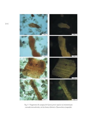 214
Fig. 3 – Fragmentos de carapaça de Cyzicus pricei; reparar na ornamentação
carenada microalveolar, em luz branca (direita) e fluorescência (esquerda).
 