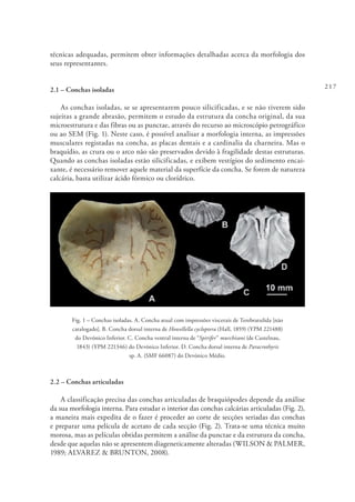 217
técnicas adequadas, permitem obter informações detalhadas acerca da morfologia dos
seus representantes.
2.1 – Conchas isoladas
As conchas isoladas, se se apresentarem pouco silicificadas, e se não tiverem sido
sujeitas a grande abrasão, permitem o estudo da estrutura da concha original, da sua
microestrutura e das fibras ou as punctae, através do recurso ao microscópio petrográfico
ou ao SEM (Fig. 1). Neste caso, é possível analisar a morfologia interna, as impressões
musculares registadas na concha, as placas dentais e a cardinalia da charneira. Mas o
braquídio, as crura ou o arco não são preservados devido à fragilidade destas estruturas.
Quando as conchas isoladas estão silicificadas, e exibem vestígios do sedimento encai-
xante, é necessário remover aquele material da superfície da concha. Se forem de natureza
calcária, basta utilizar ácido fórmico ou clorídrico.
Fig. 1 – Conchas isoladas. A. Concha atual com impressões viscerais de Terebratulida [não
catalogado]. B. Concha dorsal interna de Howellella cycloptera (Hall, 1859) (YPM 221488)
do Devónico Inferior. C. Concha ventral interna de “Spirifer” murchisoni (de Castelnau,
1843) (YPM 221346) do Devónico Inferior. D. Concha dorsal interna de Paracrothyris
sp. A. (SMF 66087) do Devónico Médio.
2.2 – Conchas articuladas
A classificação precisa das conchas articuladas de braquiópodes depende da análise
da sua morfologia interna. Para estudar o interior das conchas calcárias articuladas (Fig. 2),
a maneira mais expedita de o fazer é proceder ao corte de secções seriadas das conchas
e preparar uma película de acetato de cada secção (Fig. 2). Trata-se uma técnica muito
morosa, mas as películas obtidas permitem a análise da punctae e da estrutura da concha,
desde que aquelas não se apresentem diageneticamente alteradas (WILSON & PALMER,
1989; ALVAREZ & BRUNTON, 2008).
 