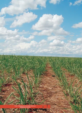 Foto: Fabiano de Carvalho Balieiro
EMBRAPA SOLOS
 