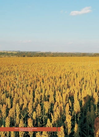 Foto: Vinicius de Melo Benites
EMBRAPA SOLOS
 