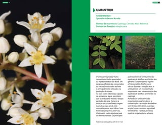 O umbuzeiro produz frutos
comestíveis muito apreciados
na região nordeste do Brasil. Em
geral, seus frutos são consumidos
ao natural, misturados ao leite
e principalmente utilizados na
produção de doces.
As suas raízes tuberosas, capazes
de armazenar água, permitem
que o umbuzeiro resista a longos
períodos de seca. Durante a
estação seca, suas flores surgem
quando a copa ainda está
completamente sem folhas. Suas
flores são pequenas, brancas,
cheirosas e muito atrativas para
as abelhas nativas. Os principais
polinizadores do umbuzeiro são
espécies de abelhas sem ferrão dos
gêneros Scaptotrigona, Trigona
e Frieseomelitta. Por fornecer
néctar durante a estação seca, o
umbuzeiro é um recurso muito
importante para a manutenção das
espécies de abelhas sem ferrão na
caatinga
As flores do umbuzeiro são
importantes para fortalecer a
conservação e a criação de abelhas
sem ferrão. Além disso, sua copa
ampla fornece sombra agradável
favorecendo a utilização dessa
espécie no paisagismo urbano.
Anacardiaceae
Spondias tuberosa Arruda
Biomas de ocorrência: Caatinga, Cerrado, Mata Atlântica
Período de floração: estação seca
UMBUZEIRO
Referências bibliográficas: 2,9,13,15,17,20
ÁRVORES 19ÁRVORES 18
 