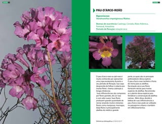 O pau-d’arco-roxo ou ipê-roxo é
muito conhecido por apresentar
uma copa exuberante durante o
seu período de floração. Sua copa
desprovida de folhas e coberta por
muitas flores chama a atenção a
longas distâncias.
Suas inflorescências são compostas
por flores grandes, de cor roxa
e com odor suave. Suas flores
produzem grande quantidade de
néctar atraindo muitos visitantes
florais como mariposas, morcegos,
beija-flores e principalmente
abelhas de médio e grande
porte, as quais são os principais
polinizadores dessa espécie.
O pau-d’arco-roxo também é fonte
de resina para as abelhas.
Na estação seca suas flores
fornecem néctar para muitas
espécies de abelhas. Recomenda-
se o plantio dessa espécie para
fortalecer a conservação de abelhas
nativas. Além disso, devido à
beleza de suas inflorescências o
pau-d’arco-roxo pode ser utilizado
no paisagismo urbano e também
em reflorestamentos.
Bignoniaceae
Handroanthus impetiginosus Mattos
Biomas de ocorrência: Caatinga, Cerrado, Mata Atlântica,
Pantanal, Amazônia
Período de floração: estação seca
PAU-D’ARCO-ROXO
Referências bibliográficas: 5,7,9,13,15,17
ÁRVORES 23ÁRVORES 22
 
