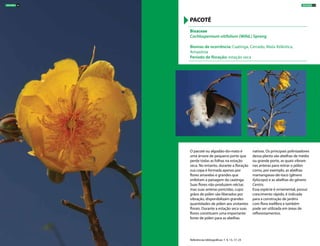 O pacoté ou algodão-do-mato é
uma árvore de pequeno porte que
perde todas as folhas na estação
seca. No entanto, durante a floração
sua copa é formada apenas por
flores amarelas e grandes que
enfeitam a paisagem da caatinga.
Suas flores não produzem néctar,
mas suas anteras poricidas, cujos
grãos de pólen são liberados por
vibração, disponibilizam grandes
quantidades de pólen aos visitantes
florais. Durante a estação seca suas
flores constituem uma importante
fonte de pólen para as abelhas
nativas. Os principais polinizadores
dessa planta são abelhas de médio
ou grande porte, as quais vibram
nas anteras para retirar o pólen
como, por exemplo, as abelhas
mamangavas-de-toco (gênero
Xylocopa) e as abelhas do gênero
Centris.
Essa espécie é ornamental, possui
crescimento rápido, é indicada
para a construção de jardins
com flora melífera e também
pode ser utilizada em áreas de
reflorestamentos.
Bixaceae
Cochlospermum vitifolium (Willd.) Spreng
Biomas de ocorrência: Caatinga, Cerrado, Mata Atlântica,
Amazônia
Período de floração: estação seca
PACOTÉ
Referências bibliográficas: 7, 9, 13, 17, 23
ÁRVORES 25ÁRVORES 24
 