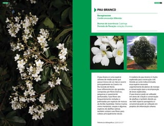 O pau-branco é uma espécie
arbórea de médio porte que
possui tronco de cor clara e ocorre
principalmente no Ceará e no
Rio Grande do Norte.
Suas inflorescências são grandes,
compostas por flores brancas,
pequenas e suavemente
perfumadas. Suas flores são
frequentemente visitadas e
polinizadas por espécies de moscas
da família Syrphidae. Outros insetos
como mariposas, vespas e algumas
espécies de abelhas nativas
também visitam suas flores para
coletar principalmente néctar.
A madeira do pau-branco é muito
explorada para construção civil.
Devido ao corte indiscriminado,
essa espécie necessita
urgentemente de planos de manejo
e conservação para a recomposição
de áreas exploradas.
O pau-branco pode ser utilizado
em áreas de criação e conservação
de abelhas e também devido ao
seu belo aspecto paisagístico e
ornamental pode ser utilizado em
projetos de arborização urbana.
Boraginaceae
Cordia oncocalyx Allemão
Biomas de ocorrência: Caatinga
Período de floração: estação chuvosa
PAU-BRANCO
Referências bibliográficas: 2,3,9,13,15,17
ÁRVORES 27ÁRVORES 26
 