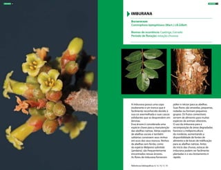A imburana possui uma copa
exuberante e um tronco que é
facilmente reconhecido devido à
sua cor avermelhada e suas cascas
esfoliantes que se desprendem em
lâminas.
Essa árvore é considerada uma
espécie chave para a manutenção
das abelhas nativas. Várias espécies
de abelhas sociais e também
solitárias constroem seus ninhos
em ocos dos seus troncos. Ninhos
de abelhas sem ferrão, como
da espécie Melipona subnitida
(jandaíra), são frequentemente
encontrados nessas árvores.
As flores de imburana fornecem
pólen e néctar para as abelhas.
Suas flores são amarelas, pequenas,
isoladas ou formam pequenos
grupos. Os frutos comestíveis
servem de alimento para muitas
espécies de animais silvestres.
O uso da imburana para a
recomposição de áreas degradadas
favorece a meliponicultura
do nordeste, aumentando a
disponibilidade de fontes de
alimento e de locais de nidificação
para as abelhas nativas. Antes
do início das chuvas, estacas de
imburana podem ser facilmente
plantadas e o seu brotamento é
rápido.
Burseraceae
Commiphora leptophloeos (Mart.) J.B.Gillett
Biomas de ocorrência: Caatinga, Cerrado
Período de floração: estação chuvosa
IMBURANA
Referências bibliográficas: 9, 13, 14, 17, 19
ÁRVORES 29ÁRVORES 28
 