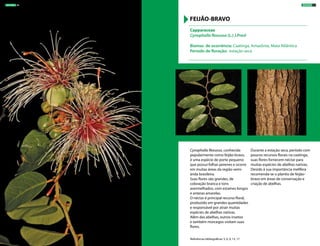 Cynophalla flexuosa, conhecida
popularmente como feijão-bravo,
é uma espécie de porte pequeno
que possui folhas perenes e ocorre
em muitas áreas da região semi-
árida brasileira.
Suas flores são grandes, de
coloração branca e tons
avermelhados, com estames longos
e anteras amarelas.
O néctar é principal recurso floral,
produzido em grandes quantidades
e responsável por atrair muitas
espécies de abelhas nativas.
Além das abelhas, outros insetos
e também morcegos visitam suas
flores.
Durante a estação seca, período com
poucos recursos florais na caatinga,
suas flores fornecem néctar para
muitas espécies de abelhas nativas.
Devido à sua importância melífera
recomenda-se o plantio de feijão-
bravo em áreas de conservação e
criação de abelhas.
Capparaceae
Cynophalla flexuosa (L.) J.Presl
Biomas de ocorrência: Caatinga, Amazônia, Mata Atlântica
Período de floração: estação seca
FEIJÃO-BRAVO
Referências bibliográficas: 5, 6, 9, 13, 17
ÁRVORES 31ÁRVORES 30
 