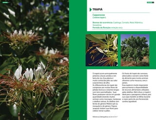 O trapiá ocorre principalmente
próximo a locais úmidos e em
beira de rios. Essa planta é
muito conhecida pelo seu odor
característico de alho.
As inflorescências do trapiá são
compostas por muitas flores de
pétalas brancas e estames longos
com tons avermelhados. Suas
flores produzem néctar em grande
quantidade atraindo muitos
animais como morcegos, mariposas
e abelhas nativas. As abelhas sem
ferrão do gênero Plebeia (jati ou
mosquito) e do gênero Trigona
(arapuá) visitam suas flores para
coletar néctar e pólen.
Os frutos de trapiá são carnosos,
adocicados e servem como fonte
de alimento para muitos animais
silvestres como macacos, aves e
peixes.
Essa espécie é muito importante
para aumentar a disponibilidade
de recursos alimentares utilizados
pelas abelhas. Além disso, o trapiá é
ideal para o paisagismo urbano, pois
sua copa mantém as folhas durante
a maior parte do ano fornecendo
sombra agradável.
Capparaceae
Crateva tapia L
Biomas de ocorrência: Caatinga, Cerrado, Mata Atlântica,
Amazônia
Período de floração: estação seca
TRAPIÁ
Referências bibliográficas: 6,7,9,13,14,17
ÁRVORES 33ÁRVORES 32
 