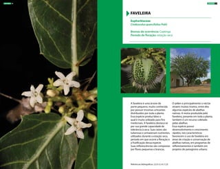A faveleira é uma árvore de
porte pequeno, muito conhecida
por possuir tricomas urticantes
distribuídos por toda a planta.
Essa espécie produz látex o
qual é muito utilizado para fins
medicinais. A faveleira destaca-se
por sua grande capacidade de
tolerância à seca. Suas raízes são
tuberosas e armazenam nutrientes,
utilizados durante a estação seca,
período em que ocorre a floração e
a frutificação dessa espécie.
Suas inflorescências são compostas
por flores pequenas e brancas.
O pólen e principalmente o néctar
atraem muitos insetos, entre eles
algumas espécies de abelhas
nativas. A resina produzida pela
faveleira, presente em toda a planta,
também é um recurso coletado
pelas abelhas.
Essa espécie possui
desenvolvimento e crescimento
rápidos, tais características
favorecem o uso de faveleira em
áreas de criação e conservação de
abelhas nativas, em programas de
reflorestamentos e também em
projetos de paisagismo urbano.
Euphorbiaceae
Cnidoscolus quercifolius Pohl
Biomas de ocorrência: Caatinga
Período de floração: estação seca
FAVELEIRA
Referências bibliográficas: 2,5,9,13,14,17,25
ÁRVORES 37ÁRVORES 36
 