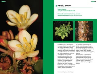 O pinhão-bravo é uma pequena
árvore ou arbusto que pode atingir
até 3,0 m de altura. Essa planta
possui folhas grandes e caule de cor
clara com cascas finas e esfoliantes.
Suas inflorescências são compostas
por flores amarelas com manchas
avermelhadas. Essa espécie
possui flores masculinas que
disponibilizam pólen e néctar
para os visitantes florais e flores
femininas que disponibilizam
apenas néctar. Os nectários
presentes nas flores femininas
formam um disco que é facilmente
acessado por muitos insetos como
abelhas, vespas e borboletas.
Os principais polinizadores do
pinhão-bravo são as abelhas sem
ferrão Trigona spinipes (arapuá) e as
abelhas da tribo Euglossini (Eulaema
nigrita). O látex dessa planta é
utilizado como fonte de resina pelas
abelhas.
Recomenda-se o plantio dessa
espécie para complementar a
quantidade de recursos florais
disponíveis às abelhas. Além disso,
o pinhão-bravo é ornamental e
pode ser utilizado no paisagismo
urbano.
Euphorbiaceae
Jatropha mollissima (Pohl) Baill
Biomas de ocorrência: Caatinga, Cerrado
Período de floração: estação seca e chuvosa
PINHÃO-BRAVO
Referências bibliográficas: 5,9,13,17,24,25
ÁRVORES 39ÁRVORES 38
 
