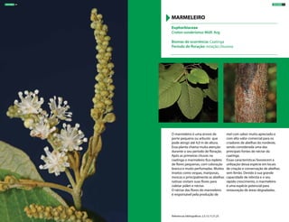 O marmeleiro é uma árvore de
porte pequeno ou arbusto que
pode atingir até 4,0 m de altura.
Essa planta chama muita atenção
durante o seu período de floração.
Após as primeiras chuvas na
caatinga o marmeleiro fica repleto
de flores pequenas, com coloração
branca e muito perfumadas. Muitos
insetos como vespas, mariposas,
moscas e principalmente as abelhas
nativas visitam suas flores para
coletar pólen e néctar.
O néctar das flores do marmeleiro
é responsável pela produção de
mel com sabor muito apreciado e
com alto valor comercial para os
criadores de abelhas do nordeste,
sendo considerada uma das
principais fontes de néctar da
caatinga.
Essas características favorecem a
utilização dessa espécie em locais
de criação e conservação de abelhas
sem ferrão. Devido à sua grande
capacidade de rebrota e o seu
rápido crescimento, o marmeleiro
é uma espécie potencial para
restauração de áreas degradadas.
Euphorbiaceae
Croton sonderianus Müll. Arg
Biomas de ocorrência: Caatinga
Período de floração: estação chuvosa
MARMELEIRO
Referências bibliográficas: 2,3,13,17,21,25
ÁRVORES 41ÁRVORES 40
 