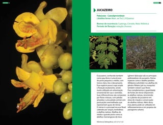 O jucazeiro, conhecido também
como pau-ferro, é uma árvore
de porte pequeno a médio, com
tronco claro, liso e descamante.
Essa espécie possui copa ampla
e floração exuberante, sendo
muito utilizado em arborização
ornamental de ruas e avenidas.
Suas inflorescências são compostas
por flores vistosas, com pétalas
amarelas e uma pétala central com
pontuações avermelhadas que
representam guias de néctar.
O néctar é o principal recurso floral
coletado por vespas, borboletas
e abelhas nativas. Abelhas de
médio e grande porte como as
abelhas mamangavas-de-toco
(gênero Xylocopa) são os principais
polinizadores do jucazeiro. Outras
espécies como a abelha jandaíra
(Melipona subnitida) e as abelhas do
gênero Plebeia (jati ou mosquito)
também visitam suas flores.
Para complementar a quantidade
de fontes de néctar disponíveis
às abelhas nativas, recomenda-
se o plantio de jucazeiros em
áreas de criação e conservação
de abelhas nativas. Além disso,
essa planta pode ser utilizada em
reflorestamentos e em projetos de
paisagismo urbano.
Fabaceae - Caesalpinioideae
Libidibia ferrea (Mart. ex Tul.) L.P.Queiroz
Biomas de ocorrência: Caatinga, Cerrado, Mata Atlântica
Período de floração: estação chuvosa
JUCAZEIRO
Referências bibliográficas: 2,9,13,15,17,22
ÁRVORES 43ÁRVORES 42
 