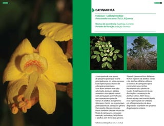 A catingueira é uma árvore
de pequeno porte que ocorre
principalmente em solos arenosos.
Essa espécie possui tronco de
coloração acinzentado.
Suas flores emitem leve odor
adocicado, possuem pétalas
amarelas e uma pétala central
com pontuações avermelhadas
que representam guias de
néctar. As abelhas dos gêneros
Xylocopa e Centris são os principais
polinizadores de plantas do gênero
Poincianella. Outros visitantes
florais também coletam néctar das
flores de catingueira como, por
exemplo, borboletas, beija-flores
e abelhas sem ferrão dos gêneros
Trigona, Frieseomelitta e Melipona.
Muitas espécies de abelhas sociais
e de abelhas solitárias utilizam
os troncos de catingueira para
construírem seus ninhos.
Recomenda-se o plantio de
mudas de catingueira em áreas
de criação e conservação de
abelhas nativas. Além disso,
devido ao seu crescimento rápido,
essa espécie pode ser utilizada
em reflorestamentos de áreas
degradadas e também em projetos
de paisagismo urbano.
Fabaceae - Caesalpinioideae
Poincianella bracteosa (Tul.) L.P.Queiroz
Biomas de ocorrência: Caatinga, Cerrado
Período de floração: estação chuvosa
CATINGUEIRA
Referências bibliográficas: 9,10,11,13,19,22
ÁRVORES 45ÁRVORES 44
 