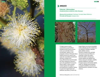 O angico possui muitas
características que facilitam
localizá-lo entre outras árvores
como, por exemplo, tronco
acinzentado, rugoso e com
projeções cônicas. A floração dessa
espécie ocorre em massa e sua
copa tem uma beleza exuberante
durante a estação seca.
Suas inflorescências são formadas
por flores pequenas, brancas e
com odor agradável. Os recursos
florais, pólen e néctar, atraem
muitas espécies de insetos e
principalmente as abelhas nativas,
as quais são responsáveis por
polinizar suas flores. O tronco do
angico libera uma resina amarelada
muito utilizada para fins medicinais,
na culinária e também coletada
pelas abelhas nativas.
Durante a estação seca, período
com poucos recursos florais na
caatinga, as flores do angico
fornecem pólen e néctar para
muitas espécies de abelhas sem
ferrão, como por exemplo, a abelha
jandaíra (Melipona subnitida).
O angico possui crescimento rápido,
pode ser utilizado para fortalecer
a criação de abelhas, em áreas de
reflorestamento e também em áreas
urbanas.
Fabaceae - Mimosoideae
Anadenanthera colubrina (Vell.) Brenam
Biomas de ocorrência: Caatinga, Cerrado, Mata Atlântica
Período de floração: estação seca
ANGICO
Referências bibliográficas: 2,5,9, 12,13,15,16,17,22
ÁRVORES 49ÁRVORES 48
 