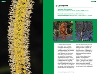A catanduva é uma espécie
pioneira, de porte médio e
no nordeste do Brasil ocorre
principalmente em solos arenosos.
Suas inflorescências são reunidas
em espigas, formadas por
flores pequenas, perfumadas e
com coloração amarelo claro.
Sua floração em massa ocorre
principalmente entre os meses
de dezembro e abril, esse período
é caracterizado pela transição
da estação seca para a chuvosa.
Durante esse período ainda ocorre
muita carência de recursos florais
na caatinga. Suas flores produzem
néctar e pólen em abundância, os
quais são responsáveis por atrair
vespas, moscas e principalmente
abelhas. Durante o período de
transição entre a estação seca e a
estação chuvosa, a catanduva é a
principal fonte de pólen utilizada
pela abelha jandaíra (Melipona
subnitida).
Devido às suas características
melíferas, recomenda-se o
plantio de catanduva em áreas de
criação e conservação de abelhas
nativas. Além disso, essa espécie
possui crescimento rápido e
pode ser utilizada em projetos de
recuperação de áreas degradadas.
Fabaceae - Mimosoideae
Pityrocarpa moniliformis (Benth.) Luckow & R.W.Jobson
Biomas de ocorrência: Caatinga, Mata Atlântica
Período de floração: transição entre a estação seca e a chuvosa
CATANDUVA
Referências bibliográficas: 12,13,14,17,18,21
ÁRVORES 51ÁRVORES 50
 