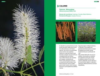 O calumbi ou jurema-branca é uma
árvore de porte médio que ocorre
em solos arenosos e em locais
abertos. Seu tronco é acinzentado,
possui ramos com espinhos
esparsos e copa bem aberta que
durante a estação seca encontra-se
completamente sem folhas.
Suas inflorescências são reunidas
em espigas, compostas por
flores muito pequenas, brancas
e suavemente perfumadas. Suas
flores fornecem néctar e pólen
para muitos insetos como moscas,
besouros e principalmente abelhas
nativas.
Segundo alguns meliponicultores,
o calumbi é uma espécie de
grande importância para a criação
de abelhas sem ferrão, sendo
fundamental para a produção de
mel.
Pela notável oferta de recursos às
abelhas, recomenda-se o plantio
de calumbi em áreas de criação
de abelhas nativas. Por ser uma
espécie adaptada a locais abertos e
de crescimento rápido, o calumbi é
ideal para reflorestamentos de áreas
degradadas.
Fabaceae - Mimosoideae
Mimosa arenosa (Willd.) Poir
Biomas de ocorrência: Caatinga, Cerrado, Mata Atlântica
Período de floração: estação chuvosa
CALUMBI
Referências bibliográficas: 1,9,13,22
ÁRVORES 53ÁRVORES 52
 