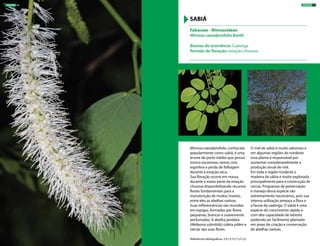 Mimosa caesalpinifolia, conhecida
popularmente como sabiá, é uma
árvore de porte médio que possui
tronco escamoso, ramos com
espinhos e perda de folhagem
durante a estação seca.
Sua floração ocorre em massa
durante a maior parte da estação
chuvosa disponibilizando recursos
florais fundamentais para a
manutenção de muitos insetos,
entre eles as abelhas nativas.
Suas inflorescências são reunidas
em espigas, formadas por flores
pequenas, brancas e suavemente
perfumadas. A abelha jandaíra
(Melipona subnitida) coleta pólen e
néctar das suas flores.
O mel de sabiá é muito saboroso e
em algumas regiões do nordeste
essa planta é responsável por
aumentar consideravelmente a
produção anual de mel.
Em toda a região nordeste a
madeira do sábia é muito explorada
principalmente para a construção de
cercas. Programas de preservação
e manejo dessa espécie são
extremamente necessários, pois sua
intensa utilização ameaça a flora e
a fauna da caatinga. O sabiá é uma
espécie de crescimento rápido e
com alta capacidade de rebrota
podendo ser facilmente plantado
em áreas de criação e conservação
de abelhas nativas.
Fabaceae - Mimosoideae
Mimosa caesalpinifolia Benth
Biomas de ocorrência: Caatinga
Período de floração: estação chuvosa
SABIÁ
Referências bibliográficas: 2,9,13,15,17,21,22
ÁRVORES 55ÁRVORES 54
 