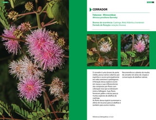 O cerrador é uma árvore de porte
médio, possui ramos cobertos por
espinhos e ocorre principalmente
em solos arenosos e pedregosos.
A floração dessa espécie ocorre
em massa e suas inflorescências
são compostas por flores com
coloração rosa que se destacam
entre a folhagem. Suas flores
fornecem pólen e néctar para as
muitas espécies de abelhas da
caatinga.
As flores dessa espécie aumentam a
oferta de recursos para as abelhas e
também para outros insetos.
Recomenda-se o plantio de mudas
de cerrador em áreas de criação e
conservação de abelhas nativas.
Fabaceae - Mimosoideae
Mimosa paraibana Barneby
Biomas de ocorrência: Caatinga, Mata Atlântica (nordeste)
Período de floração: estação chuvosa
CERRADOR
Referências bibliográficas: 5,13,22
ÁRVORES 57ÁRVORES 56
 
