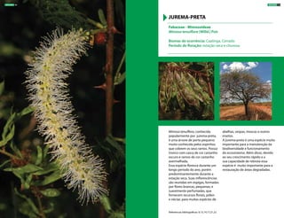Mimosa tenuiflora, conhecida
popularmente por jurema-preta,
é uma árvore de porte pequeno
muito conhecida pelos espinhos
que cobrem os seus ramos. Possui
tronco com casca de cor castanho
escuro e ramos de cor castanho
avermelhada.
Essa espécie floresce durante um
longo período do ano, porém
predominantemente durante a
estação seca. Suas inflorescências
são reunidas em espigas, formadas
por flores brancas, pequenas, e
suavemente perfumadas, que
fornecem recursos florais, pólen
e néctar, para muitas espécies de
abelhas, vespas, moscas e outros
insetos.
A jurema-preta é uma espécie muito
importante para a manutenção da
biodiversidade e funcionamento
do ecossistema. Além disso, devido
ao seu crescimento rápido e a
sua capacidade de rebrota essa
espécie é muito importante para a
restauração de áreas degradadas.
Fabaceae - Mimosoideae
Mimosa tenuiflora (Willd.) Poir
Biomas de ocorrência: Caatinga, Cerrado
Período de floração: estação seca e chuvosa
JUREMA-PRETA
Referências bibliográficas: 9,13,14,17,21,22
ÁRVORES 59ÁRVORES 58
 