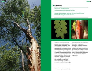 Amburana cearensis, conhecido
popularmente como cumaru, é
uma árvore de porte médio. Uma
característica marcante dessa
espécie é o seu tronco avermelhado
revestido por uma casca esfoliante
que se destaca em lâminas finas.
A floração dessa espécie ocorre em
massa e sua copa proporciona uma
beleza exuberante. Suas flores são
pequenas, aromáticas e possuem
apenas uma pétala (estandarte)
com coloração branca e tons
róseos. O néctar de suas flores é
uma fonte de carboidrato, energia,
muito importante para as abelhas.
O cumaru é uma espécie
ornamental, com floração vistosa
e suas flores fornecem recursos
fundamentais para a manutenção
das populações de abelhas nativas.
Além disso, o cumaru é uma
espécie pioneira muito importante
em reflorestamentos de áreas
degradadas.
Fabaceae - Papilionoideae
Amburana cearensis (Allemão) A.C.Sm
Biomas de ocorrência: Caatinga, Cerrado, Mata Atlântica
Período de floração: estação chuvosa
CUMARU
Referências bibliográficas: 2,4,9,13,15,17,22
ÁRVORES 63ÁRVORES 62
 
