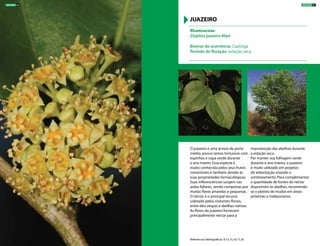 O juazeiro é uma árvore de porte
médio, possui ramos tortuosos com
espinhos e copa verde durante
o ano inteiro. Essa espécie é
muito conhecida pelos seus frutos
comestíveis e também devido às
suas propriedades farmacológicas.
Suas inflorescências surgem nas
axilas foliares, sendo compostas por
muitas flores amarelas e pequenas.
O néctar é o principal recurso
coletado pelos visitantes florais,
entre eles vespas e abelhas nativas.
As flores do juazeiro fornecem
principalmente néctar para a
manutenção das abelhas durante
a estação seca.
Por manter sua folhagem verde
durante o ano inteiro, o juazeiro
é muito utilizado em projetos
de arborização visando o
sombreamento. Para complementar
a quantidade de fontes de néctar
disponíveis às abelhas, recomenda-
se o plantio de mudas em áreas
próximas a meliponários.
Rhamnaceae
Ziziphus joazeiro Mart
Biomas de ocorrência: Caatinga
Período de floração: estação seca
JUAZEIRO
Referências bibliográficas: 9,13,15,16,17,20
ÁRVORES 67ÁRVORES 66
 