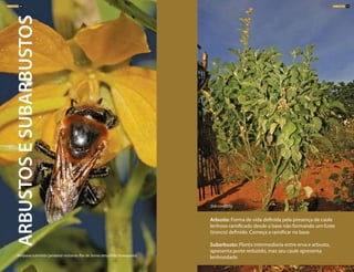Arbusto: Forma de vida definida pela presença de caule
lenhoso ramificado desde a base não formando um fuste
(tronco) definido. Começa a ramificar na base.
Subarbusto: Planta intermediaria entre erva e arbusto,
apresenta porte reduzido, mas seu caule apresenta
lenhosidade.Melipona subnitida (jandaíra) visitando flor de Senna obtusifolia (matapasto)
Sida cordifolia
ARBUSTOSESUBARBUSTOS
ARBUSTOS 71ARBUSTOS 70
 