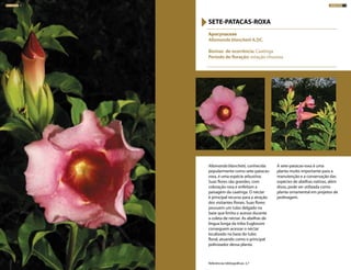 Allamanda blanchetii, conhecida
popularmente como sete-patacas-
roxa, é uma espécie arbustiva.
Suas flores são grandes, com
coloração rosa e enfeitam a
paisagem da caatinga. O néctar
é principal recurso para a atração
dos visitantes florais. Suas flores
possuem um tubo delgado na
base que limita o acesso durante
a coleta de néctar. As abelhas de
língua longa da tribo Euglossini
conseguem acessar o néctar
localizado na base do tubo
floral, atuando como o principal
polinizador dessa planta.
A sete-patacas-roxa é uma
planta muito importante para a
manutenção e a conservação das
espécies de abelhas nativas, além
disso, pode ser utilizada como
planta ornamental em projetos de
jardinagem.
Apocynaceae
Allamanda blanchetii A.DC.
Biomas de ocorrência: Caatinga
Período de floração: estação chuvosa
SETE-PATACAS-ROXA
Referências bibliográficas: 2,7
ARBUSTOS 73ARBUSTOS 72
 