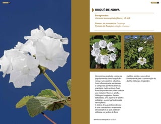 Varronia leucocephala, conhecida
popularmente como buquê-de-
noiva, é uma espécie arbustiva.
Suas inflorescências são densas
e compostas por flores brancas,
grandes e muito vistosas. Suas
flores disponibilizam pólen e néctar
aos visitantes florais. A abelha
Ceblurgus longipalpis (família
Halictidae), uma espécie de abelha
solitária, é o principal polinizador
dessa planta.
A beleza de suas inflorescências
é uma característica importante
dessa espécie, a qual pode ser
utilizada em jardins de flora
melífera, sendo o seu cultivo
fundamental para a conservação da
abelha Ceblurgus longipalpis.
Boraginaceae
Varronia leucocephala (Moric.) J.S.Mill
Biomas de ocorrência: Caatinga
Período de floração: estação chuvosa
BUQUÊ-DE-NOIVA
Referências bibliográficas: 4,7,10,11
ARBUSTOS 77ARBUSTOS 76
 