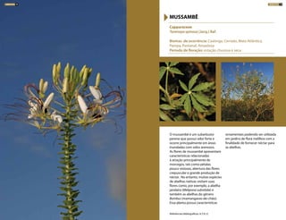 O mussambê é um subarbusto
perene que possui odor forte e
ocorre principalmente em áreas
inundadas com solos arenosos.
As flores de mussambê apresentam
características relacionadas
à atração principalmente de
morcegos, tais como pétalas
pouco vistosas, abertura das flores
crepuscular e grande produção de
néctar. No entanto, muitas espécies
de abelhas nativas visitam suas
flores como, por exemplo, a abelha
jandaíra (Melipona subnitida) e
também as abelhas do gênero
Bombus (mamangavas-de-chão).
Essa planta possui características
ornamentais podendo ser utilizada
em jardins de flora melífera com a
finalidade de fornecer néctar para
as abelhas.
Capparaceae
Tarenaya spinosa (Jacq.) Raf.
Biomas de ocorrência: Caatinga, Cerrado, Mata Atlântica,
Pampa, Pantanal, Amazônia
Período de floração: estação chuvosa e seca
MUSSAMBÊ
Referências bibliográficas: 4,7,9,12
ARBUSTOS 79ARBUSTOS 78
 