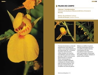 Chamaecrista duckeana, conhecida
popularmente como palma-do-
campo, é uma espécie subarbustiva
que pode atingir até 1 m de altura.
Suas flores são de tamanho
médio, amarelas com manchas
avermelhadas e possuem anteras
poricidas. O pólen é único recurso
disponível para os visitantes
florais. Somente algumas
espécies de abelhas adaptadas
à realização de vibração coletam
pólen de anteras poricidas. Seus
principais visitantes florais são
as abelhas sem ferrão do gênero
Melipona, as abelhas do gênero
Xylocopa (mamangavas-de-toco)
e as abelhas do gênero Bombus
(mamangavas-de-chão).
Essa planta é muito importante
para a manutenção e conservação
das abelhas e pode ser utilizada em
jardins de flora melífera.
Fabaceae - Caesalpinioideae
Chamaecrista duckeana (P.Bezerra & Afr.Fern.) H.S.Irwin &
Barneby
Biomas de ocorrência: Caatinga
Período de floração: estação chuvosa
PALMA-DO-CAMPO
Referênciasa bibliográficas: 7,14
ARBUSTOS 83ARBUSTOS 82
 